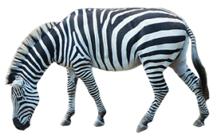 Zebra PNG image-8974